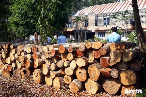 Đốn cây rừng để trồng cây thuốc: Chặt cây không xin phép là vi phạm - Ảnh 3. Đốn cây rừng để trồng cây thuốc: Chặt cây không xin phép là vi phạm - Ảnh 3.