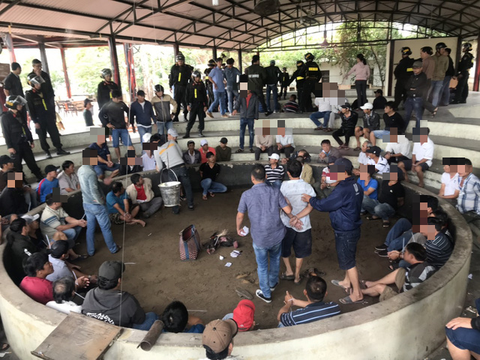 Tạm giữ hình sự 13 người trong vụ 125 người đá gà ăn tiền tại Phú Yên - Ảnh 1. Tạm giữ hình sự 13 người trong vụ 125 người đá gà ăn tiền tại Phú Yên - Ảnh 1.