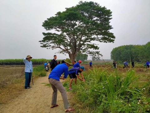 Bạn trẻ bị chỉ trích vì… dọn sạch cỏ dại quanh cây cô đơn trong Mắt biếc - Ảnh 1. Bạn trẻ bị chỉ trích vì… dọn sạch cỏ dại quanh cây cô đơn trong Mắt biếc - Ảnh 1.