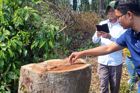Thanh tra vụ đốn hạ cây rừng tự nhiên trong khu bảo tồn ở Đồng Nai - Ảnh 1. Thanh tra vụ đốn hạ cây rừng tự nhiên trong khu bảo tồn ở Đồng Nai - Ảnh 1.