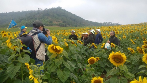 Bí mật phía sau những cánh đồng hướng dương ngút ngàn - Ảnh 4. Bí mật phía sau những cánh đồng hướng dương ngút ngàn - Ảnh 4.