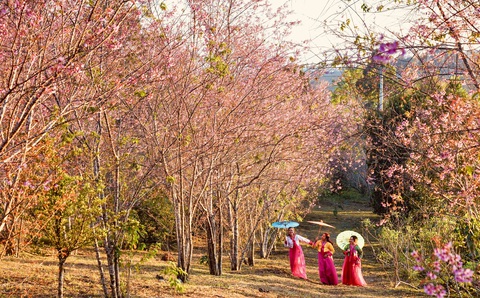 Hoa mai anh đào bung sắc hồng ở Măng Đen - Ảnh 5. Hoa mai anh đào bung sắc hồng ở Măng Đen - Ảnh 5.