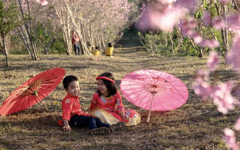 Hoa mai anh đào bung sắc hồng ở Măng Đen - Ảnh 3. Hoa mai anh đào bung sắc hồng ở Măng Đen - Ảnh 3.