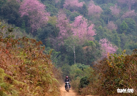 Mai anh đào bung nở rực rỡ, đến Đà Lạt ngắm ở đâu đẹp nhất? - Ảnh 6. Mai anh đào bung nở rực rỡ, đến Đà Lạt ngắm ở đâu đẹp nhất? - Ảnh 6.