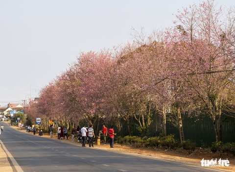 Mai anh đào bung nở rực rỡ, đến Đà Lạt ngắm ở đâu đẹp nhất? - Ảnh 10. Mai anh đào bung nở rực rỡ, đến Đà Lạt ngắm ở đâu đẹp nhất? - Ảnh 10.