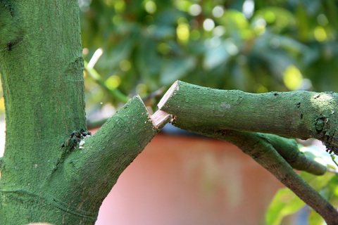 Điều tra vụ phá hoại vườn mai tết ở Bình Dương - Ảnh 2. Điều tra vụ phá hoại vườn mai tết ở Bình Dương - Ảnh 2.