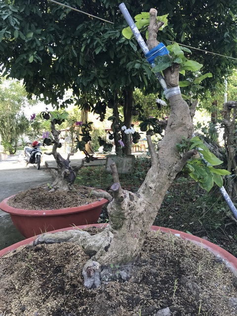 Cảnh giác nạn trộm hoa kiểng ngày tết - Ảnh 1. Cảnh giác nạn trộm hoa kiểng ngày tết - Ảnh 1.