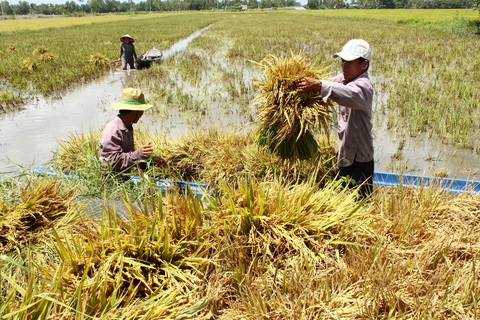 Tích tụ đất đai để nông nghiệp bứt phá - Ảnh 1. Tích tụ đất đai để nông nghiệp bứt phá - Ảnh 1.