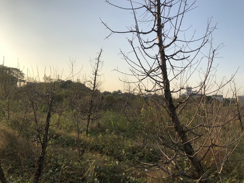 Chùm ảnh ‘mất tết’ vì hàng ngàn cây đào cháy khô - Ảnh 1. Chùm ảnh ‘mất tết’ vì hàng ngàn cây đào cháy khô - Ảnh 1.