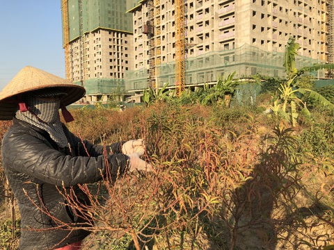 Chùm ảnh ‘mất tết’ vì hàng ngàn cây đào cháy khô - Ảnh 12. Chùm ảnh ‘mất tết’ vì hàng ngàn cây đào cháy khô - Ảnh 12.