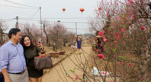 Làm giàu từ đào Nhật Tân - Ảnh 1. Làm giàu từ đào Nhật Tân - Ảnh 1.