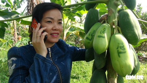 Đu đủ in chữ thư pháp tài lộc hút hàng - Ảnh 1. Đu đủ in chữ thư pháp tài lộc hút hàng - Ảnh 1.