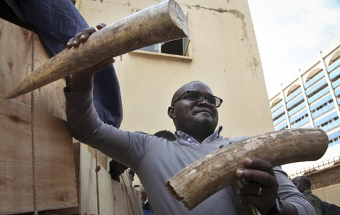 Uganda bắt hai người Việt buôn lậu ngà voi trị giá hơn 2 triệu đô - Ảnh 2. Uganda bắt hai người Việt buôn lậu ngà voi trị giá hơn 2 triệu đô - Ảnh 2.