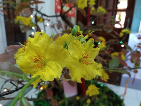 Tết thống trị chủ đề tìm kiếm của người Việt - Ảnh 1. Tết thống trị chủ đề tìm kiếm của người Việt - Ảnh 1.