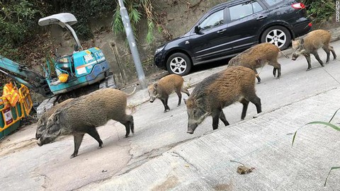 Heo rừng đại náo phố xá, nhà dân ở Hong Kong - Ảnh 3. Heo rừng đại náo phố xá, nhà dân ở Hong Kong - Ảnh 3.