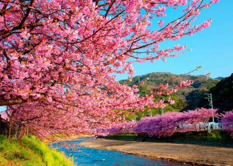Ngắm tuyết trắng, anh đào ở Nhật Bản tháng 2 - Ảnh 5. Ngắm tuyết trắng, anh đào ở Nhật Bản tháng 2 - Ảnh 5.