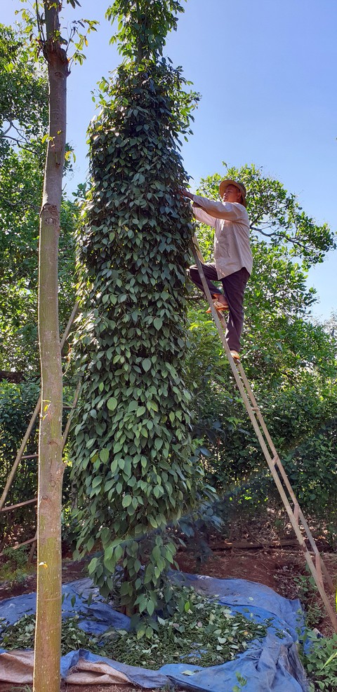 Huy động nhân lực hái hồ tiêu giúp nông dân - Ảnh 2. Huy động nhân lực hái hồ tiêu giúp nông dân - Ảnh 2.