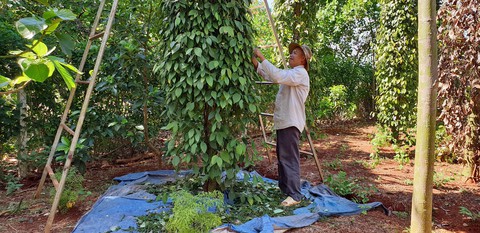 Huy động nhân lực hái hồ tiêu giúp nông dân - Ảnh 1. Huy động nhân lực hái hồ tiêu giúp nông dân - Ảnh 1.