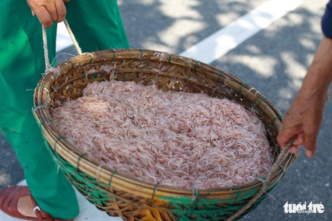 Ngư dân Đà Nẵng trúng đậm mùa ruốc đầu năm - Ảnh 3. Ngư dân Đà Nẵng trúng đậm mùa ruốc đầu năm - Ảnh 3.