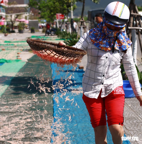 Ngư dân Đà Nẵng trúng đậm mùa ruốc đầu năm - Ảnh 7. Ngư dân Đà Nẵng trúng đậm mùa ruốc đầu năm - Ảnh 7.