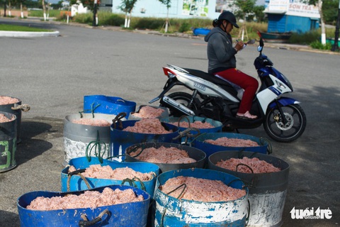 Ngư dân Đà Nẵng trúng đậm mùa ruốc đầu năm - Ảnh 8. Ngư dân Đà Nẵng trúng đậm mùa ruốc đầu năm - Ảnh 8.