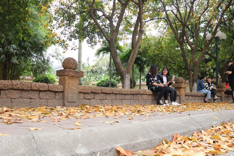Hà Nội đẹp dịu dàng trong mùa cây thay lá - Ảnh 6. Hà Nội đẹp dịu dàng trong mùa cây thay lá - Ảnh 6.