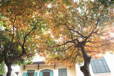 Hà Nội đẹp dịu dàng trong mùa cây thay lá - Ảnh 4. Hà Nội đẹp dịu dàng trong mùa cây thay lá - Ảnh 4.