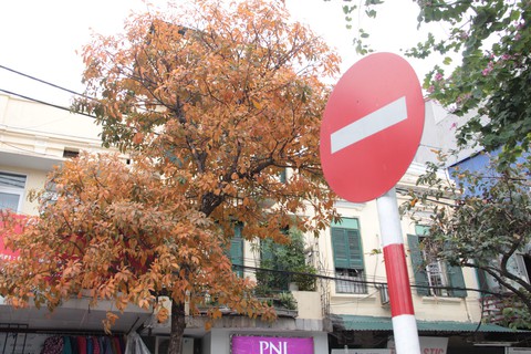 Hà Nội đẹp dịu dàng trong mùa cây thay lá - Ảnh 9. Hà Nội đẹp dịu dàng trong mùa cây thay lá - Ảnh 9.