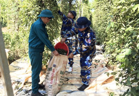 Cùng nhau ra vườn hái tiêu giúp nông dân - Ảnh 5. Cùng nhau ra vườn hái tiêu giúp nông dân - Ảnh 5.