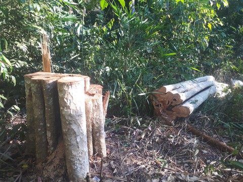 Khởi tố vụ án phá rừng sát biên giới trong Tết Nguyên đán - Ảnh 2. Khởi tố vụ án phá rừng sát biên giới trong Tết Nguyên đán - Ảnh 2.