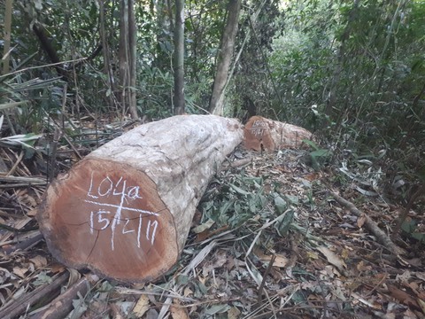 Khởi tố vụ án phá rừng sát biên giới trong Tết Nguyên đán - Ảnh 1. Khởi tố vụ án phá rừng sát biên giới trong Tết Nguyên đán - Ảnh 1.