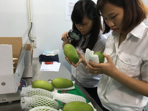 Mỹ chính thức mở cửa cho trái xoài Việt Nam - Ảnh 2. Mỹ chính thức mở cửa cho trái xoài Việt Nam - Ảnh 2.