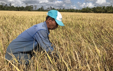 Chính phủ sẽ bàn việc tiêu thụ lúa cho nông dân - Ảnh 1. Chính phủ sẽ bàn việc tiêu thụ lúa cho nông dân - Ảnh 1.