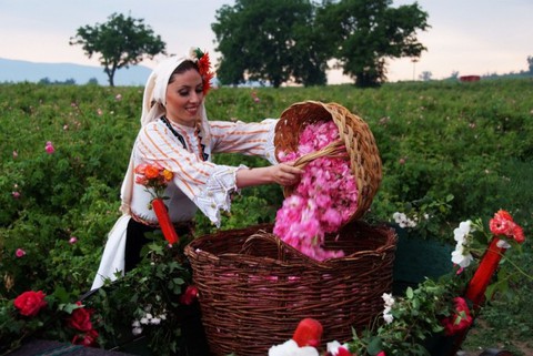 Ngành “công nghiệp hoa hồng” Bulgaria thu hút nhà đầu tư - Ảnh 1. Ngành “công nghiệp hoa hồng” Bulgaria thu hút nhà đầu tư - Ảnh 1.