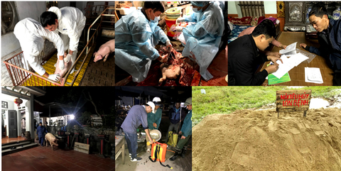 Thủ tướng yêu cầu khống chế dịch tả lợn châu Phi - Ảnh 1. Thủ tướng yêu cầu khống chế dịch tả lợn châu Phi - Ảnh 1.