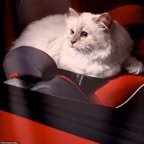Cô mèo Choupette sẽ thừa kế 200 triệu đô của ông hoàng Chanel? - Ảnh 12. Cô mèo Choupette sẽ thừa kế 200 triệu đô của ông hoàng Chanel? - Ảnh 12.