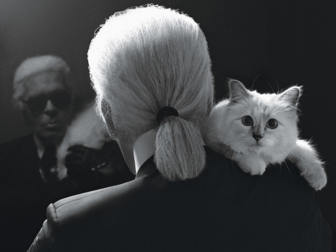 Cô mèo Choupette sẽ thừa kế 200 triệu đô của ông hoàng Chanel? - Ảnh 11. Cô mèo Choupette sẽ thừa kế 200 triệu đô của ông hoàng Chanel? - Ảnh 11.