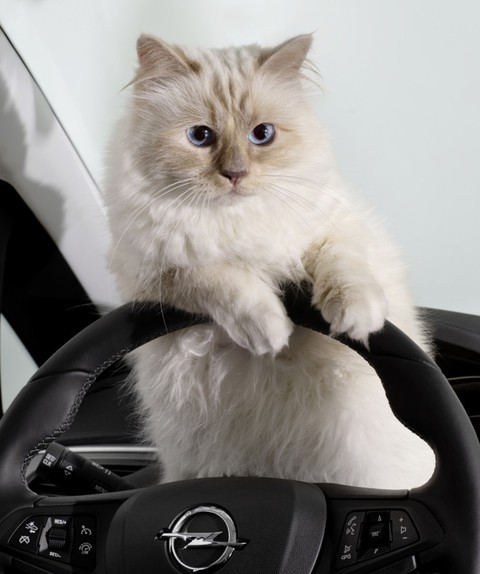 Cô mèo Choupette sẽ thừa kế 200 triệu đô của ông hoàng Chanel? - Ảnh 9. Cô mèo Choupette sẽ thừa kế 200 triệu đô của ông hoàng Chanel? - Ảnh 9.