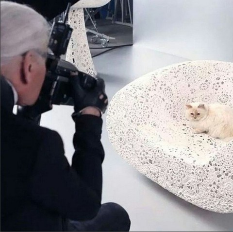Cô mèo Choupette sẽ thừa kế 200 triệu đô của ông hoàng Chanel? - Ảnh 6. Cô mèo Choupette sẽ thừa kế 200 triệu đô của ông hoàng Chanel? - Ảnh 6.