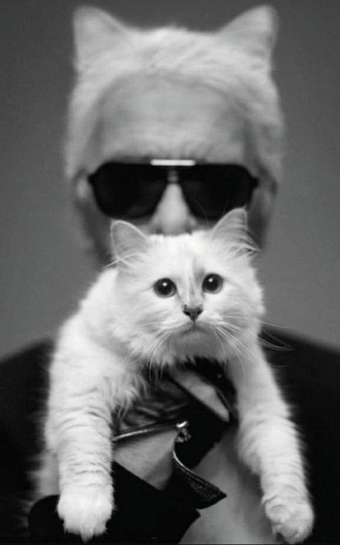 Cô mèo Choupette sẽ thừa kế 200 triệu đô của ông hoàng Chanel? - Ảnh 5. Cô mèo Choupette sẽ thừa kế 200 triệu đô của ông hoàng Chanel? - Ảnh 5.