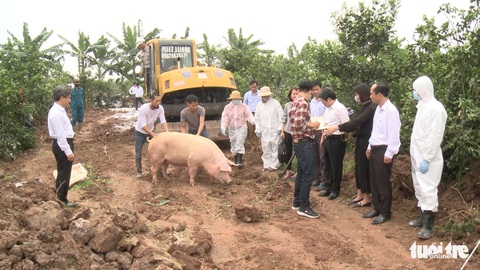 Lợn mắc dịch tả châu Phi không chữa được, buộc phải tiêu hủy - Ảnh 1. Lợn mắc dịch tả châu Phi không chữa được, buộc phải tiêu hủy - Ảnh 1.