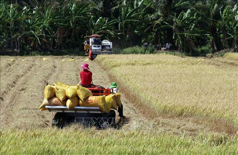 Cho vay thu mua thóc, gạo vụ đông xuân năm 2019 - Ảnh 1. Cho vay thu mua thóc, gạo vụ đông xuân năm 2019 - Ảnh 1.