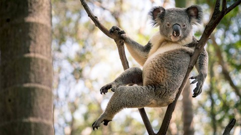 Gấu Koala trở thành ‘ngôi sao mạng xã hội’ nhờ dáng ngồi sexy - Ảnh 1. Gấu Koala trở thành ‘ngôi sao mạng xã hội’ nhờ dáng ngồi sexy - Ảnh 1.