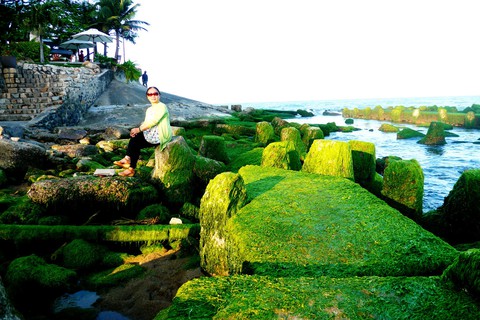 Bãi rêu tóc xanh trên con đường đẹp nhất Nha Trang - Ảnh 10. Bãi rêu tóc xanh trên con đường đẹp nhất Nha Trang - Ảnh 10.