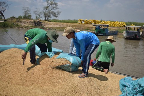 Ông Lê Minh Hoan: Cần chiến lược dài hạn cho hạt gạo Đồng bằng thay vì giải cứu - Ảnh 2. Ông Lê Minh Hoan: Cần chiến lược dài hạn cho hạt gạo Đồng bằng thay vì giải cứu - Ảnh 2.