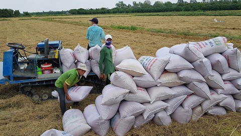 Giảm lãi suất cho vay tiêu thụ lúa xuống mức thấp nhất - Ảnh 1. Giảm lãi suất cho vay tiêu thụ lúa xuống mức thấp nhất - Ảnh 1.