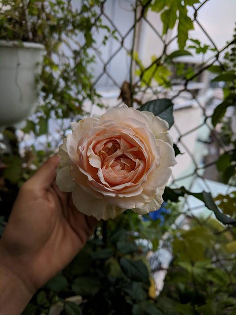 Một năm đi trên sợi dây thiệt mảnh: cảm ơn vì đã được thương! - Ảnh 1. Một năm đi trên sợi dây thiệt mảnh: cảm ơn vì đã được thương! - Ảnh 1.