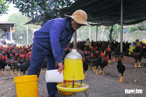 Giá gà tết thấp, thủ phủ gà thả vườn méo mặt - Ảnh 1. Giá gà tết thấp, thủ phủ gà thả vườn méo mặt - Ảnh 1.