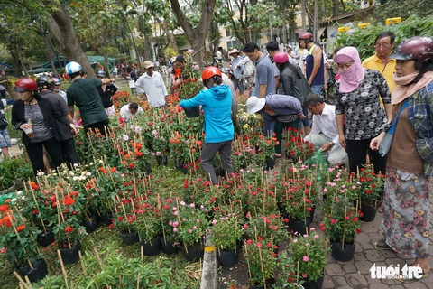Hoa tết trưa 30 giảm giá hơn phân nửa - Ảnh 6. Hoa tết trưa 30 giảm giá hơn phân nửa - Ảnh 6.