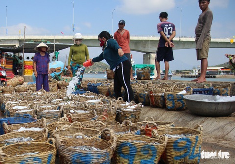 Ngư dân Ninh Thuận về bến xuân, khoang thuyền đầy ắp cá cơm - Ảnh 2. Ngư dân Ninh Thuận về bến xuân, khoang thuyền đầy ắp cá cơm - Ảnh 2.